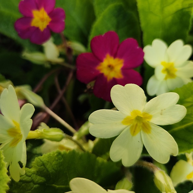 Free Flowers Primroses photo and picture