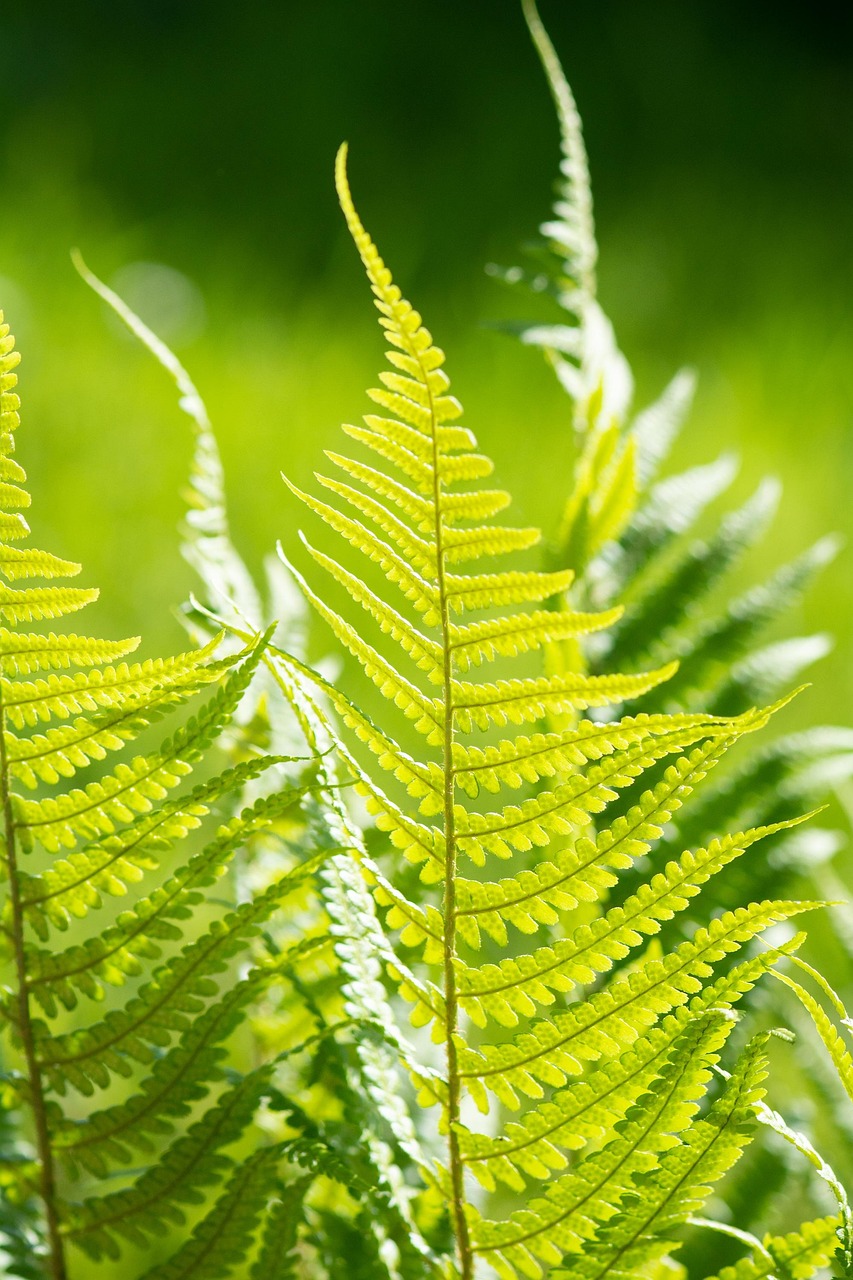 シダ 葉っぱ 植物 - Pixabayの無料写真 - Pixabay