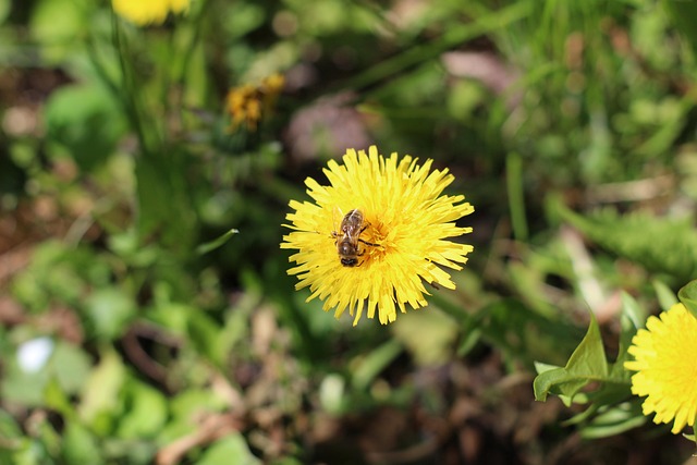 bee, beautiful flowers, flower, insect, spring, garden, pollen, summer, bumblebee, flower background, bee on flower, cute, flower wallpaper, honey bee, nature