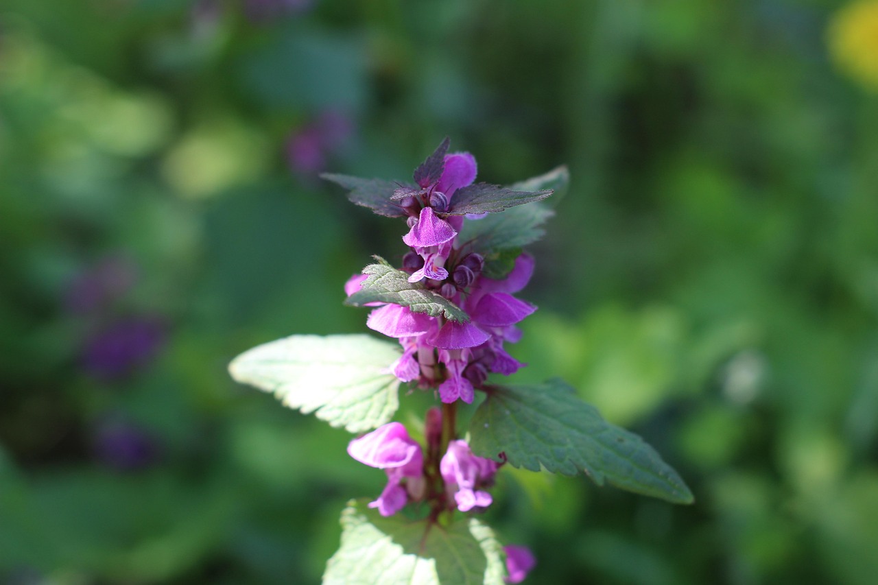 Flower - free online jigsaw puzzle photo