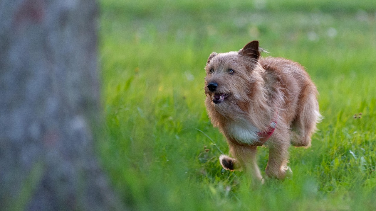 Terrier Dog Pet Free Photo On Pixabay Pixabay terrier-dog-pet-free-photo-on-pixabay-pixabay