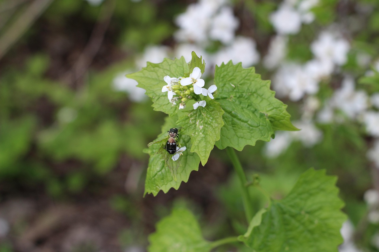 Flowers - free online jigsaw puzzle photo