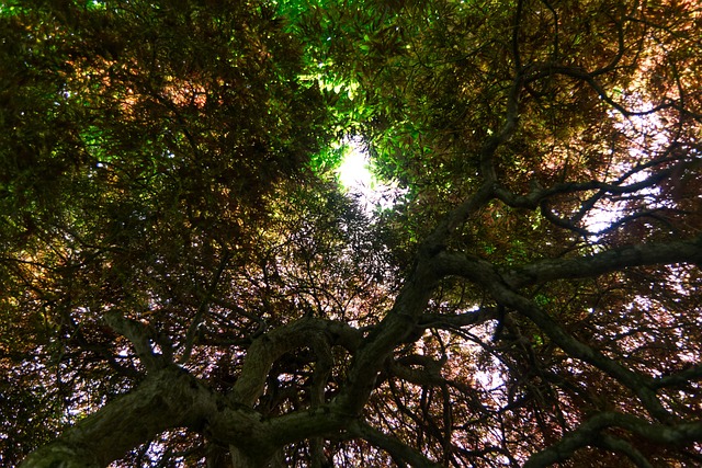 Free Maple Tree photo and picture