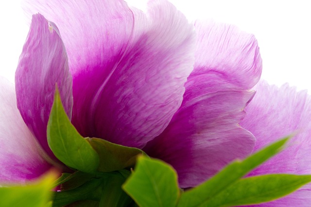 Free Peony Flower photo and picture