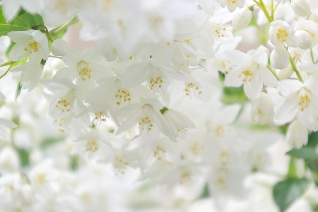 Free Flower Plant photo and picture