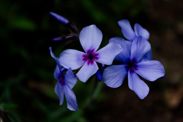Free Flower Plant photo and picture