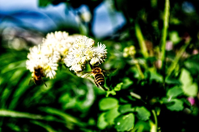 Free Bees Flower photo and picture