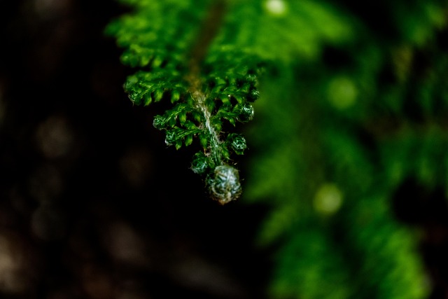 Free Fern Green photo and picture