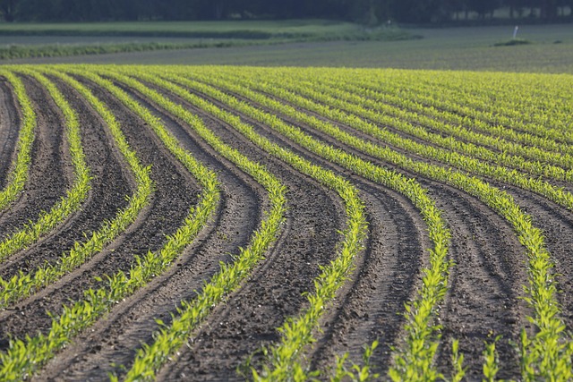 Free Corn Field photo and picture