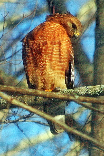 Falke, Raubtier, Natur, Rot, Flug, Vogel