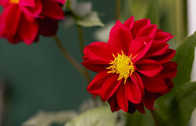 Blume, Garten, Blumentapete, Blüte
