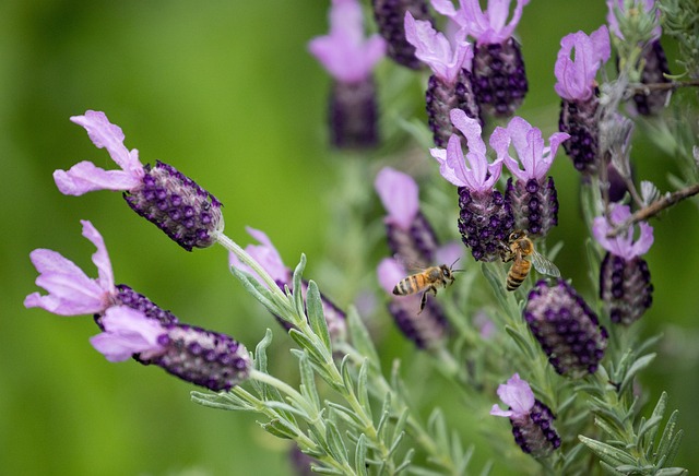 Lavendel, Kop Lavendel, Urter, Blomst