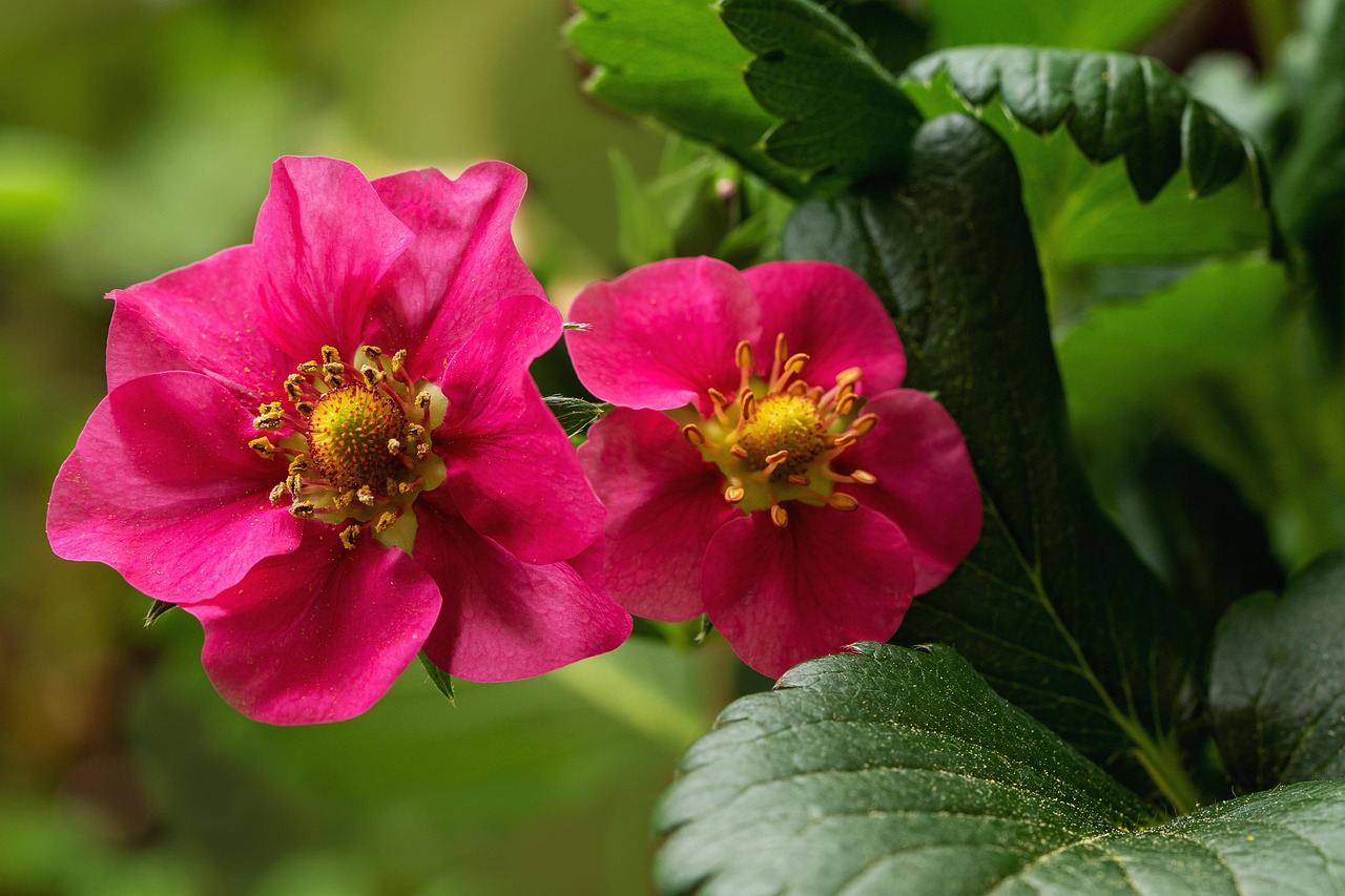 Strawberry Red Flowering - Free photo on Pixabay - Pixabay