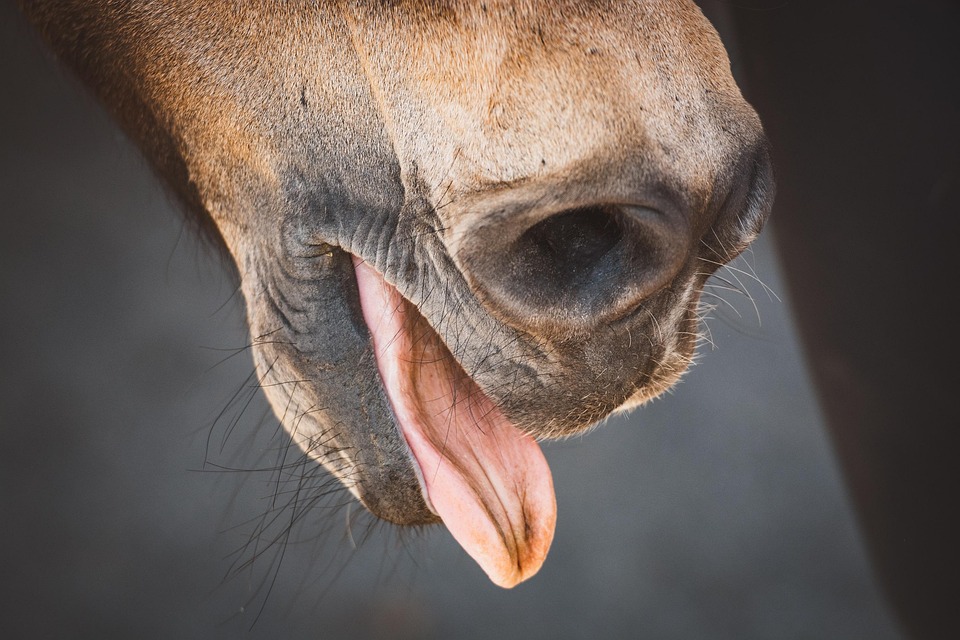 Horse Tongue Nostril Free photo on Pixabay Pixabay