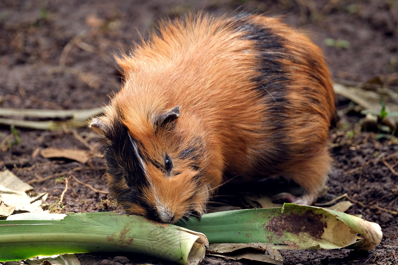 https://cdn.pixabay.com/photo/2022/05/23/17/59/animal-7216845_1280.jpg