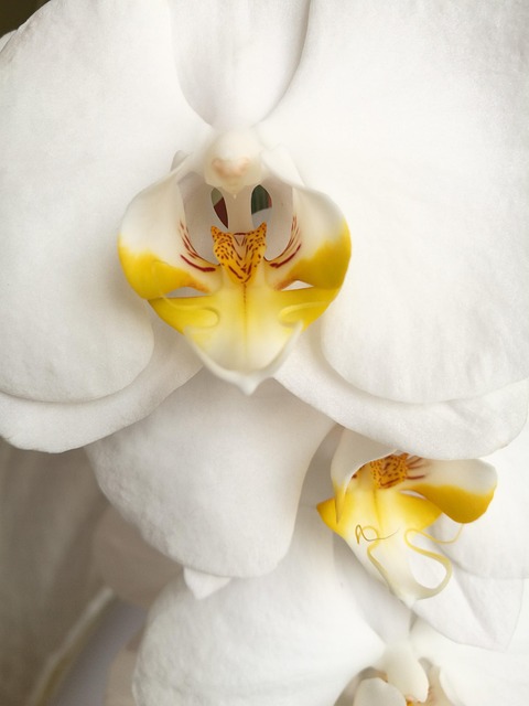 Free Flower Orchid photo and picture