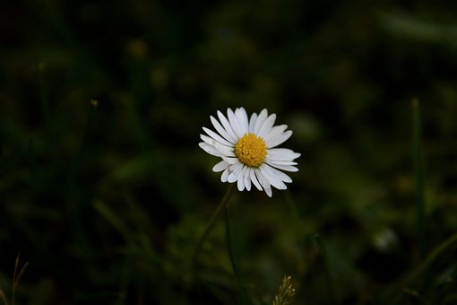 Blume, Gänseblümchen, Botanik, Blüte