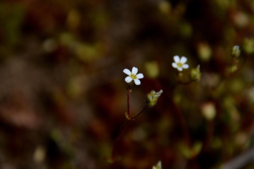 Blume, Blütenblätter, Botanik, Wachstum