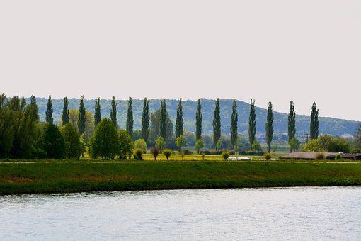 Allee, Bäume, Weg, Landschaft