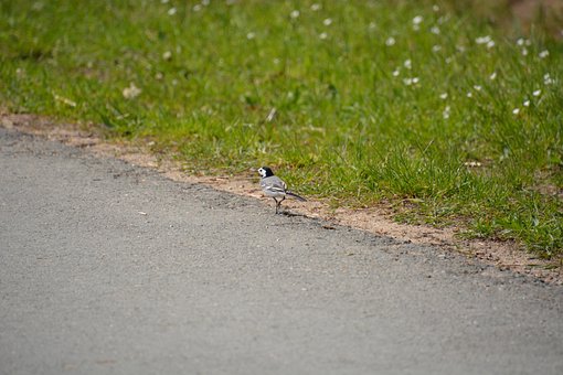 Vogel, Tier, Flügel, Natur, Wiese