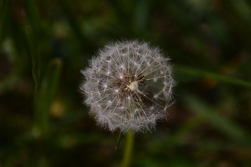 Blume, Löwenzahn, Wildblumen, Saatgut
