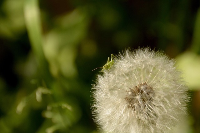 Free Flower Dandelion photo and picture