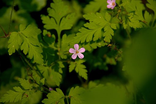 Blume, Blüte, Blüht, Natur, Nahaufnahme