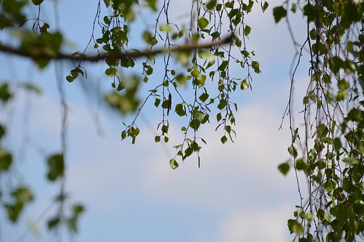 Blätter, Birke, Baum, Wachstum, Natur