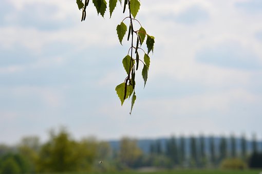 Blätter, Natur, Landschaft, Baum, Wald