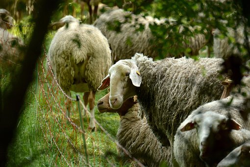 Tier, Kreatur, Die Schafe, Pelz