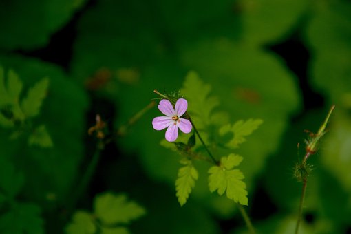 Blume, Blüte, Violett, Lila, Natur