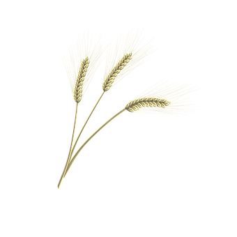 Ilustração-Vetor, 3D, Golden, Spikelets