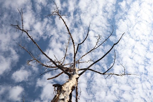 Free Tree Trunk photo and picture