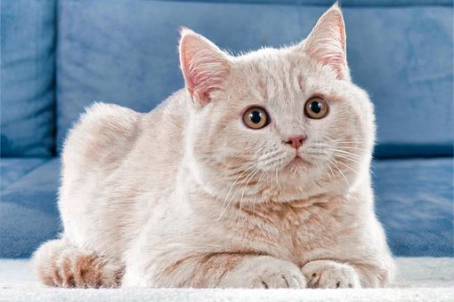 Free Cat Pet photo and picture