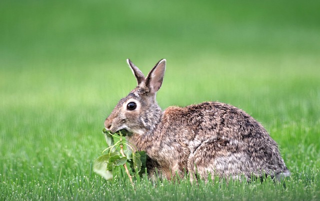 Free Rabbit Bunny photo and picture