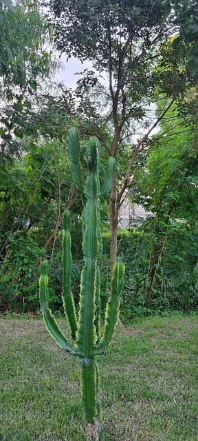 Free Nature Green photo and picture