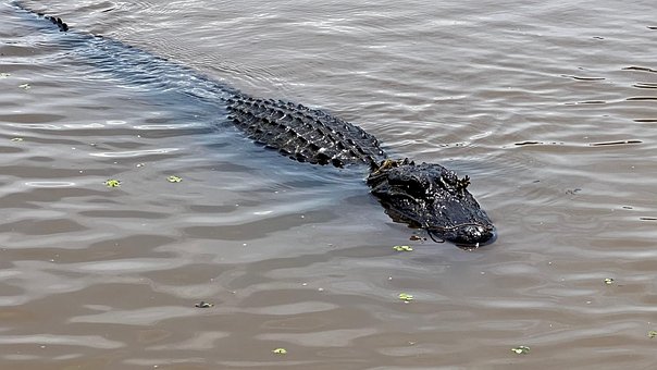 Sumpf, Natur, Alligator, Reptil, Wasser