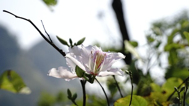Free Flower Botany photo and picture