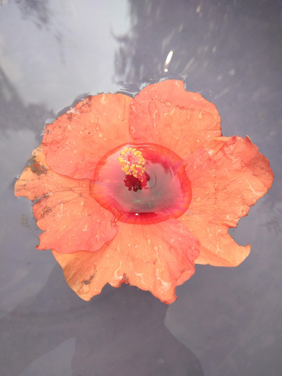 Water Flower Nature Free photo on Pixabay Pixabay