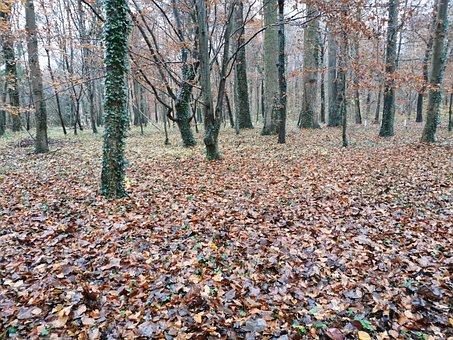 Les, Mír, Umlčet, Na Podzim