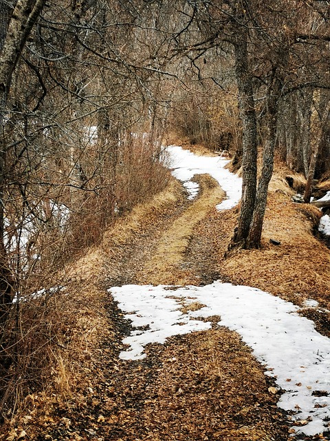 Natur, Sti, Skov, Sne, Vinter, Træ, Ark