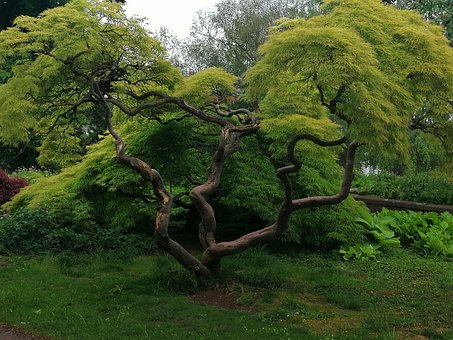Free Tree Green photo and picture
