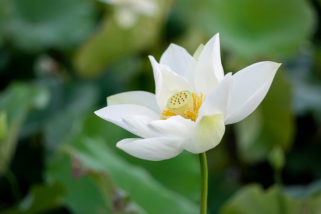 Free Lotus Flower photo and picture