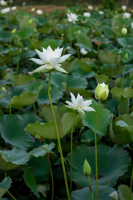 Free Lotus Flower photo and picture