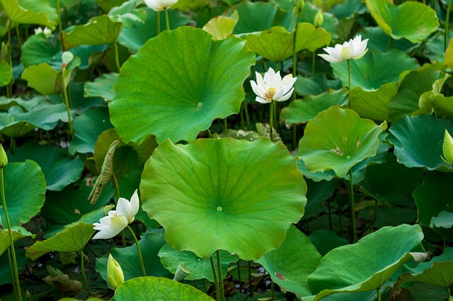 Free Lotus Hoasen photo and picture
