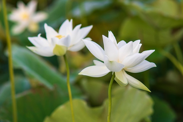 Free Lotus Flower photo and picture