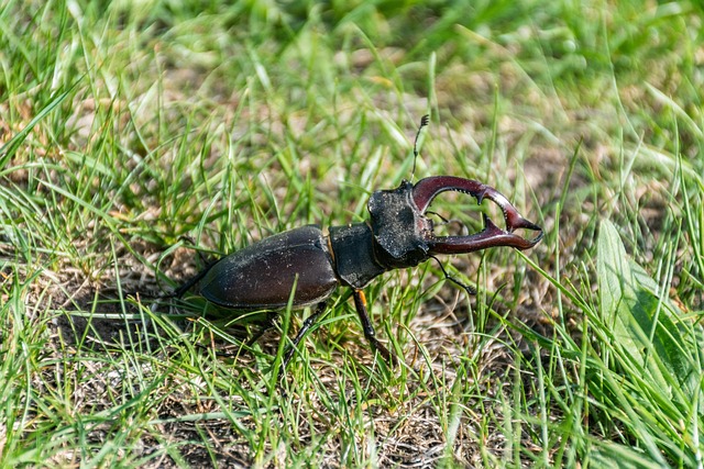 Rochak Insect 3+ Free Rohac & Beetle Images - Pixabay