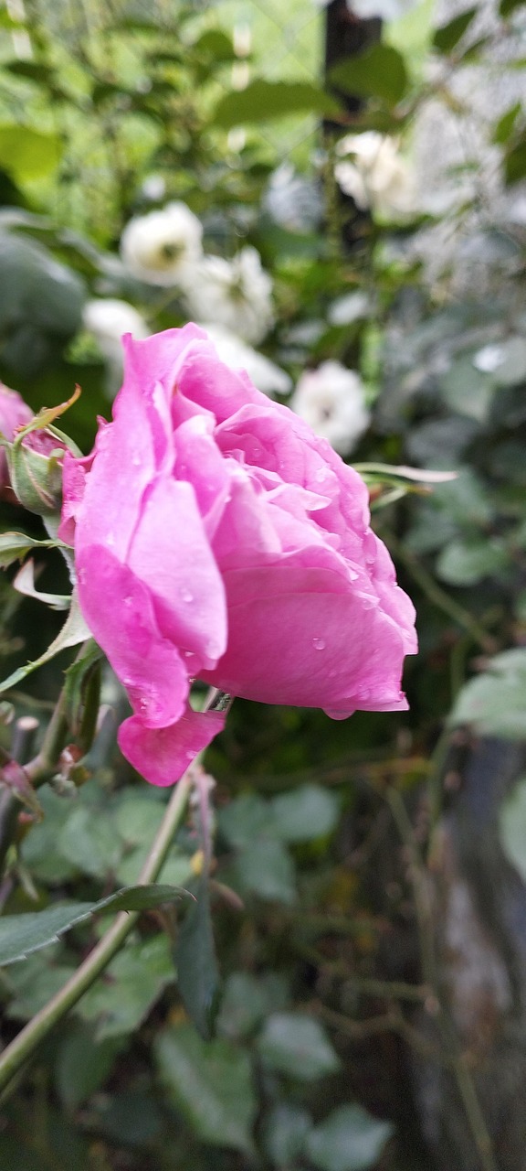 Pick Roses Rose Beautiful Free photo on Pixabay Pixabay