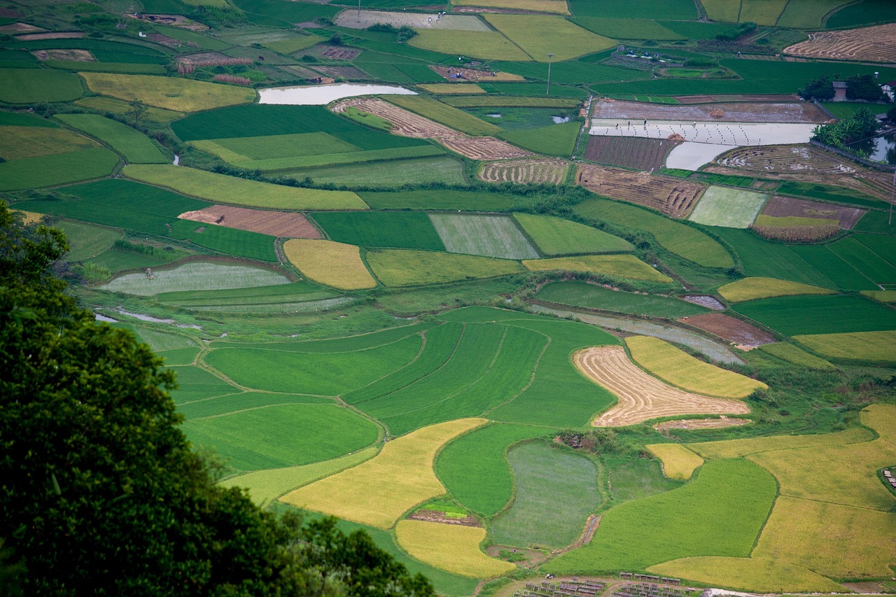 稻田 景观 自然 - Pixabay上的免费照片 - Pixabay