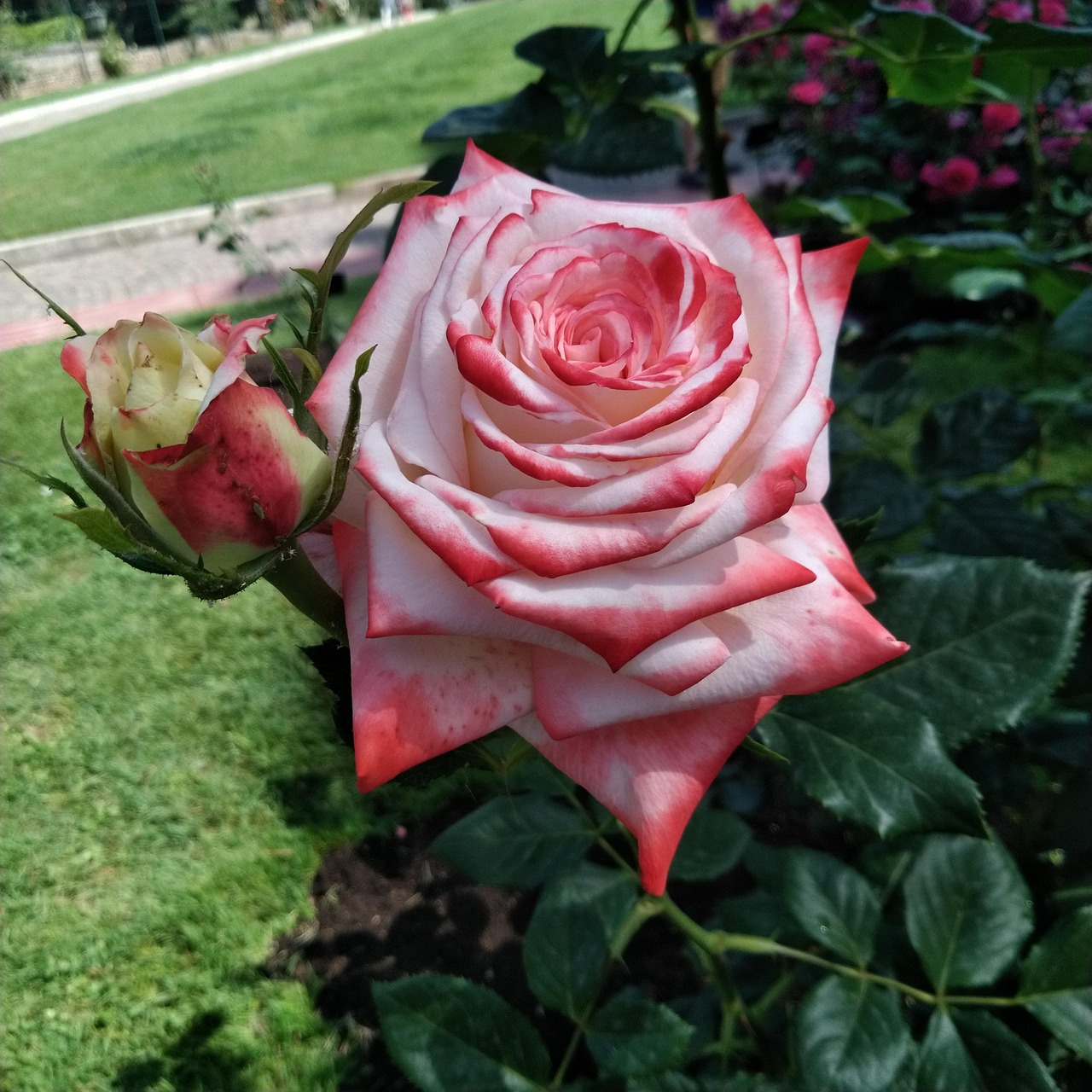 Primavera Color Rosa Rosa Primavera Jardim - Foto gratuita no Pixabay - Pixabay